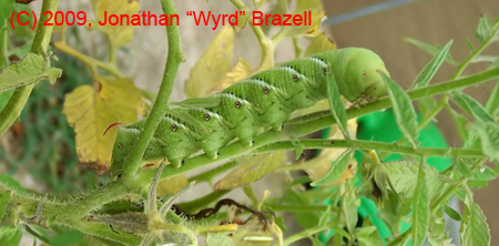 Tomato Worm.jpg